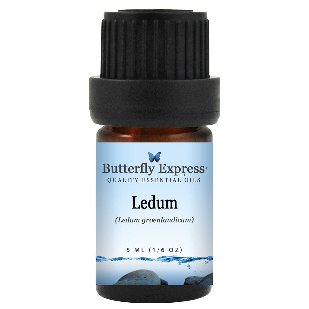 Ledum Essential Oil  <h6>Ledum groenlandicum</h6>