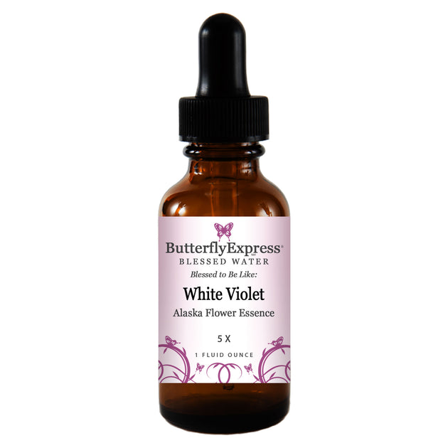 White Violet Alaska Flower – Butterfly Express Quality Essential Oils