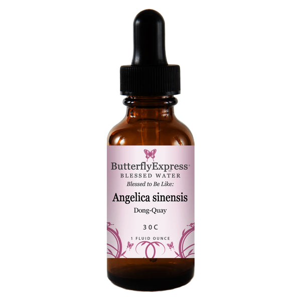 Angelica sinensis Wholesale