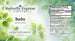 Buchu Tincture  <h6>Agathosma betulima</h6>