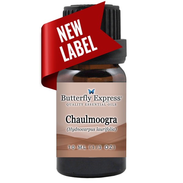 Chaulmoogra Essential Oil Wholesale  <h6>Hydnocarpus laurifolia</h6>