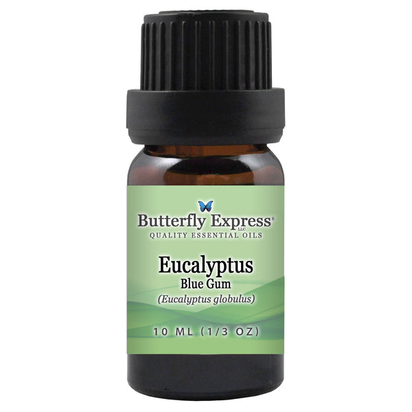 Eucalyptus Blue Gum Essential Oil  <h6>Eucalyptus globulus</h6>