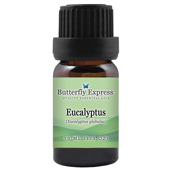Eucalyptus Globulus Essential Oil Wholesale  <h6>Eucalyptus globulus</h6>