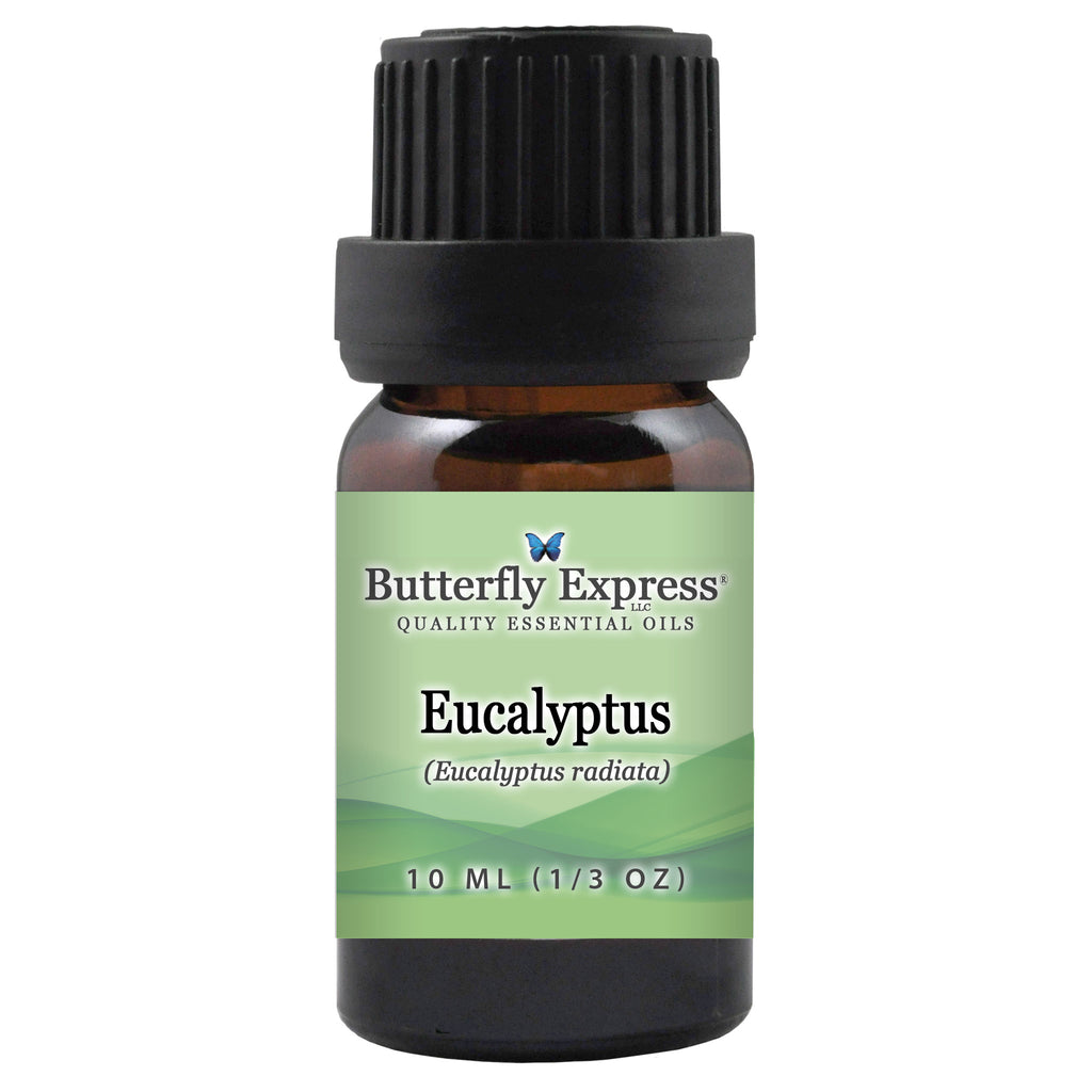 Eucalyptus Radiata Essential Oil  <h6>Eucalyptus radiata</h6>