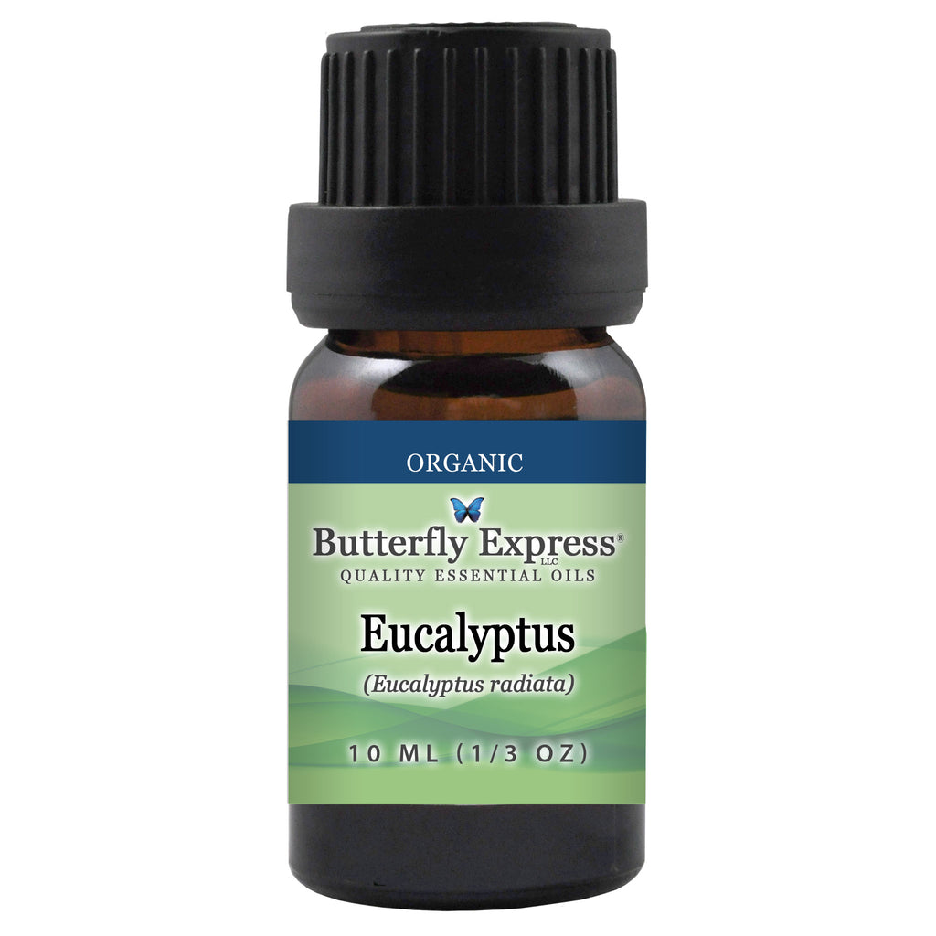 Eucalyptus Radiata Organic Essential Oil  <h6>Eucalyptus radiata</h6>