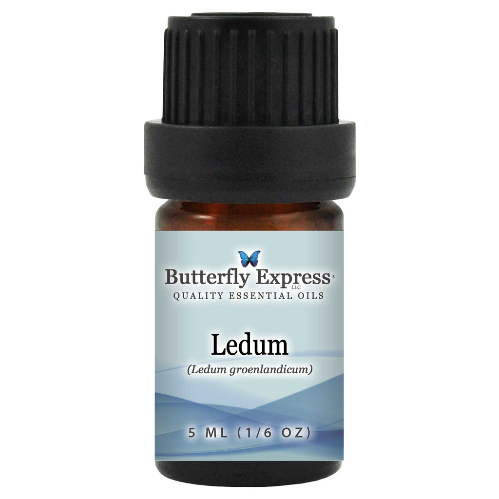Ledum Essential Oil  <h6>Ledum groenlandicum</h6>