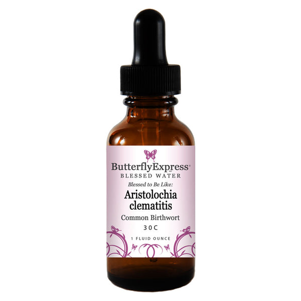 Aristolochia clematitis Wholesale