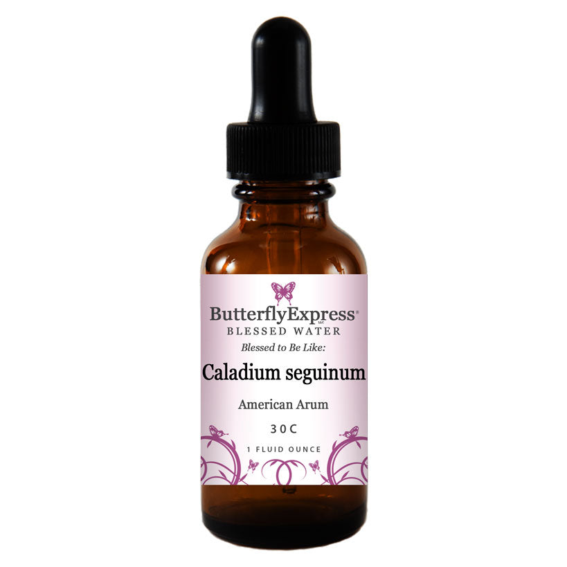Caladium seguinum