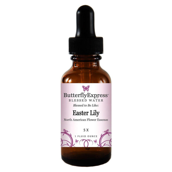easter lily flower essence tincture Easter Lily North American – Butterfly Express Quality Essential Oils