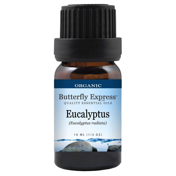 Eucalyptus Radiata Organic Essential Oil  <h6>Eucalyptus radiata</h6>