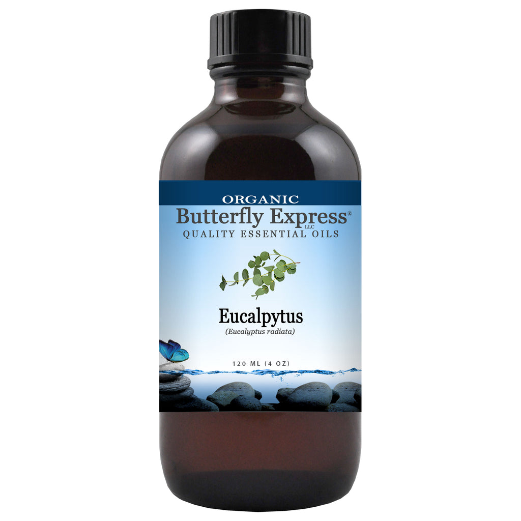 Eucalyptus Radiata Organic Essential Oil  <h6>Eucalyptus radiata</h6>