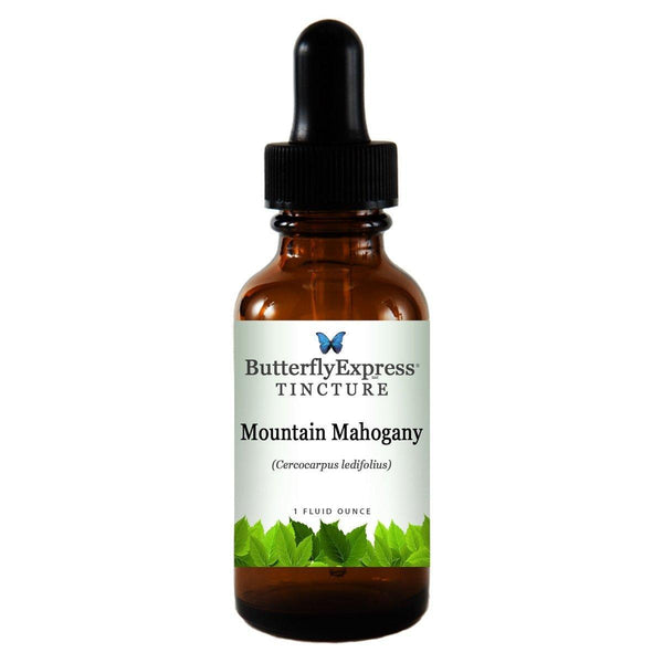 Mountain Mahogany Tincture Wholesale  <h6>Cercocarpus ledifolius</h6>