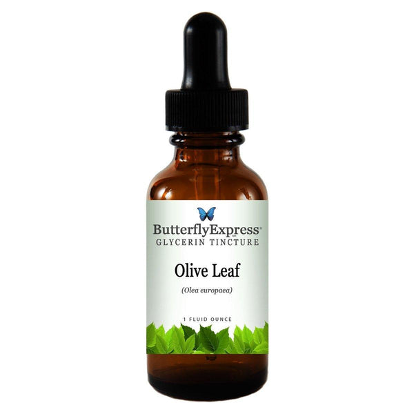 Olive Leaf Glycerin Wholesale  <h6>Olea europaea</h6>