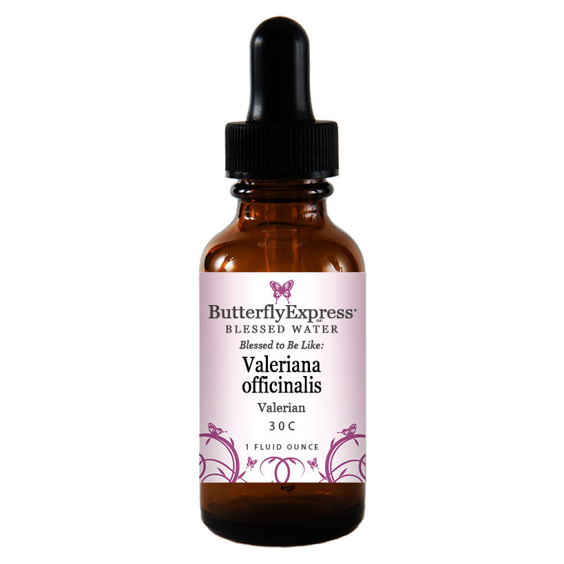 Valeriana officinalis