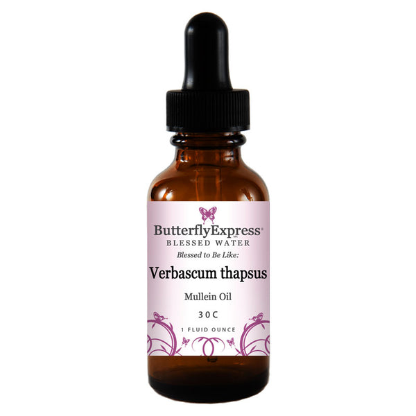 Verbascum thapsus Wholesale