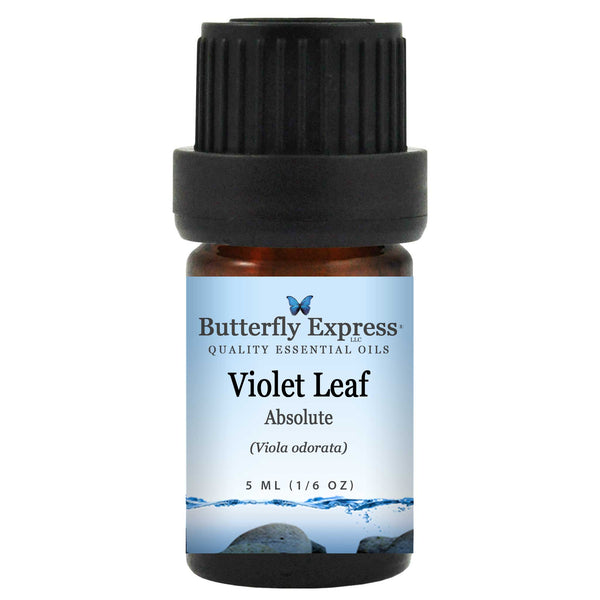 Violet Leaf Absolute Essential Oil Wholesale  <h6>Viola odorata</h6>